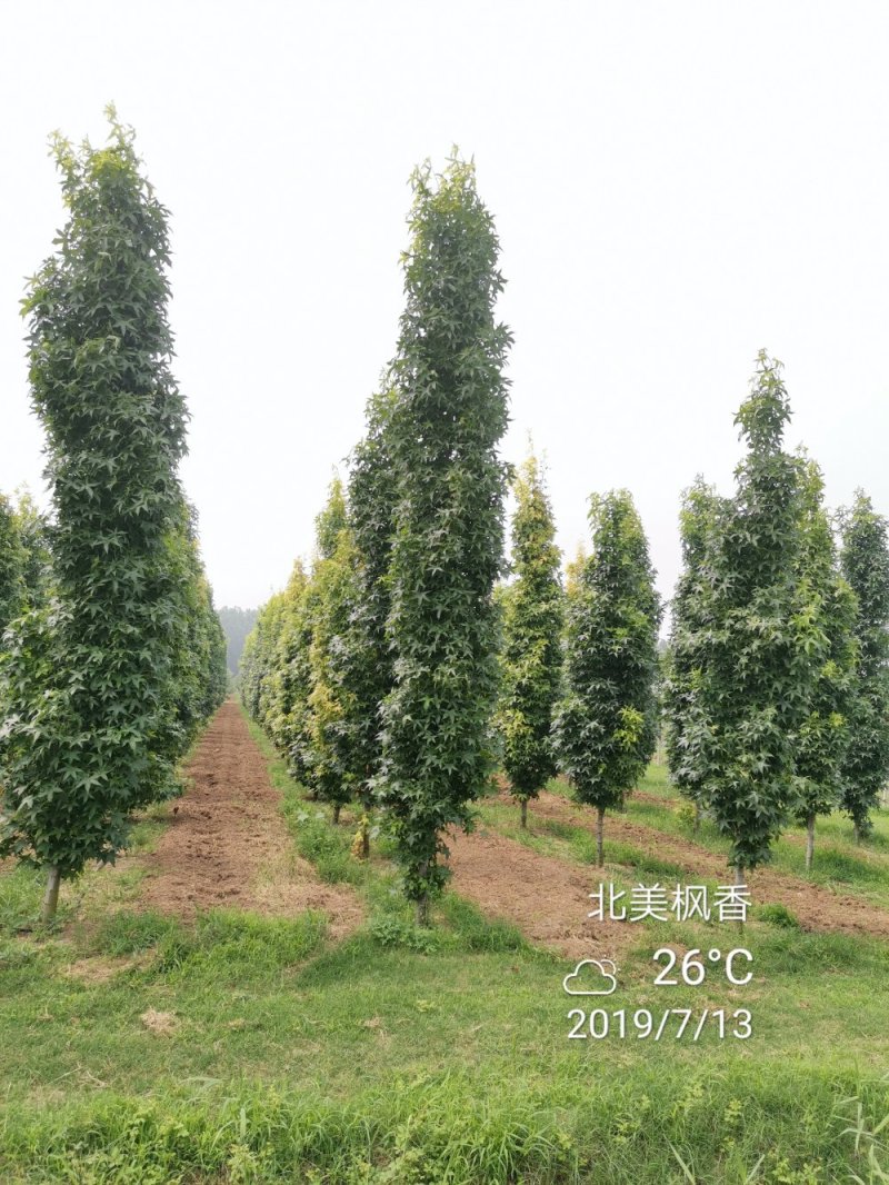 北美枫香俄阿莉彩叶树种行道树苗圃大量供应