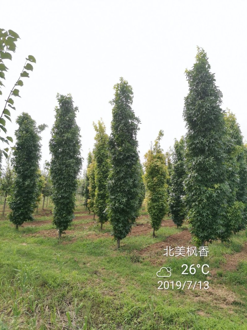 北美枫香俄阿莉彩叶树种行道树苗圃大量供应