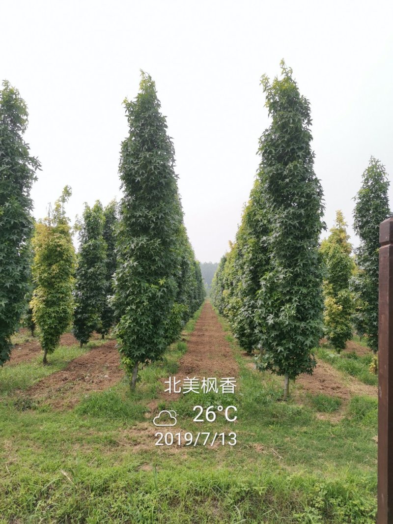 北美枫香俄阿莉彩叶树种行道树苗圃大量供应