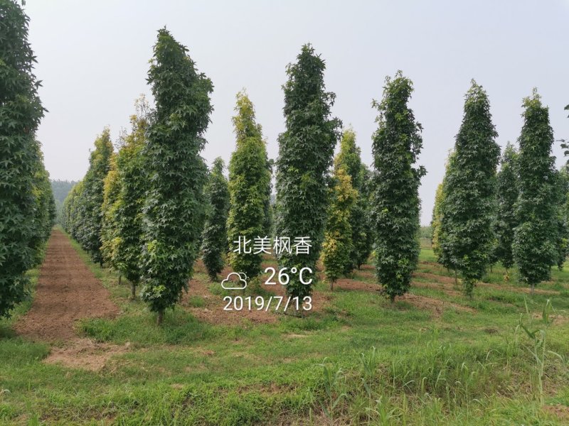 北美枫香俄阿莉彩叶树种行道树苗圃大量供应
