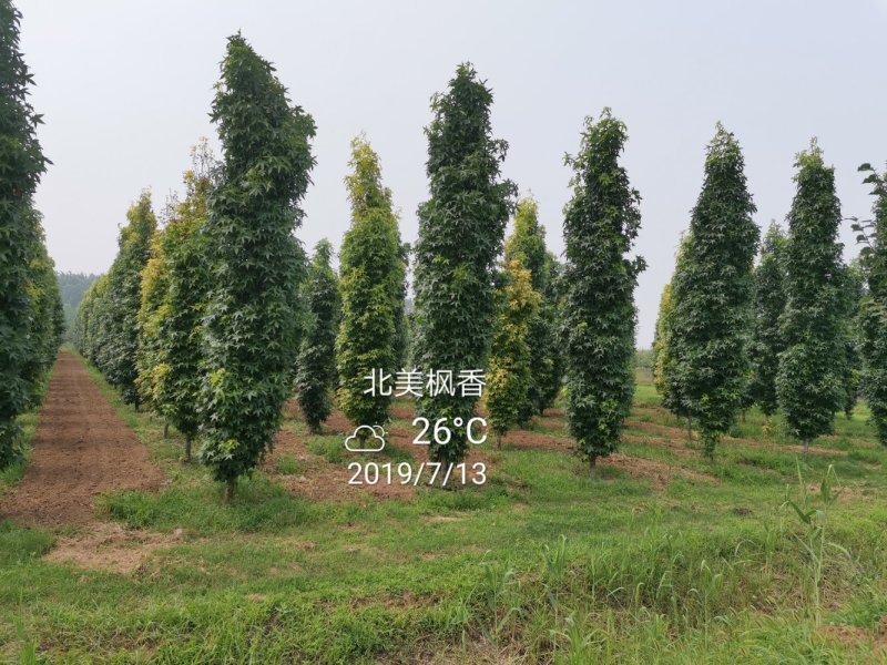 北美枫香俄阿莉彩叶树种行道树苗圃大量供应