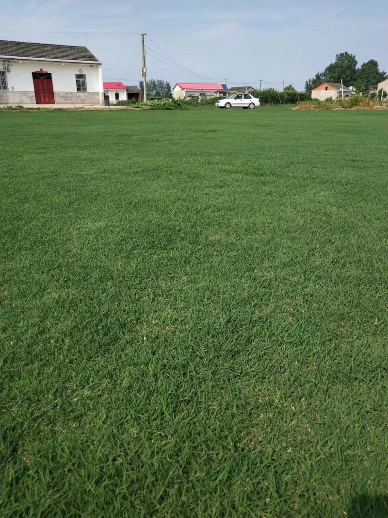 安徽省寿县八百亩果岭草百慕大草皮马尼拉草皮