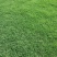 安徽省寿县八百亩果岭草百慕大草皮马尼拉草皮