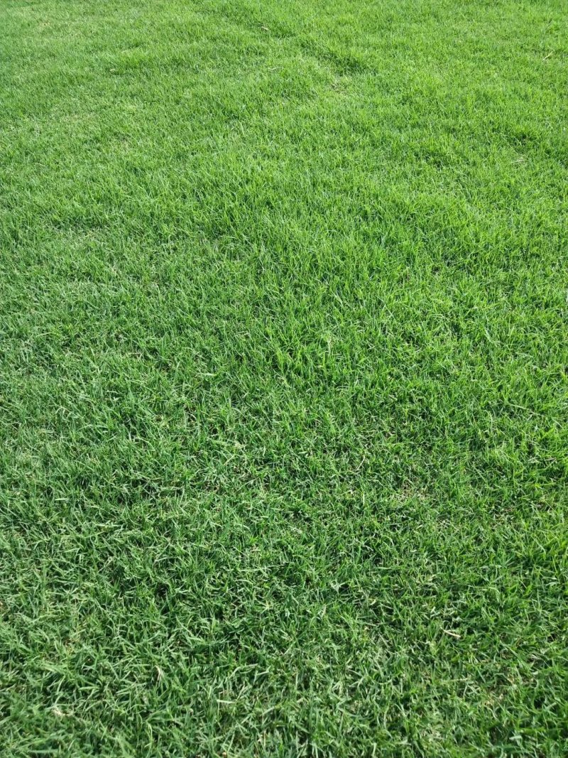 安徽省寿县八百亩果岭草百慕大草皮马尼拉草皮