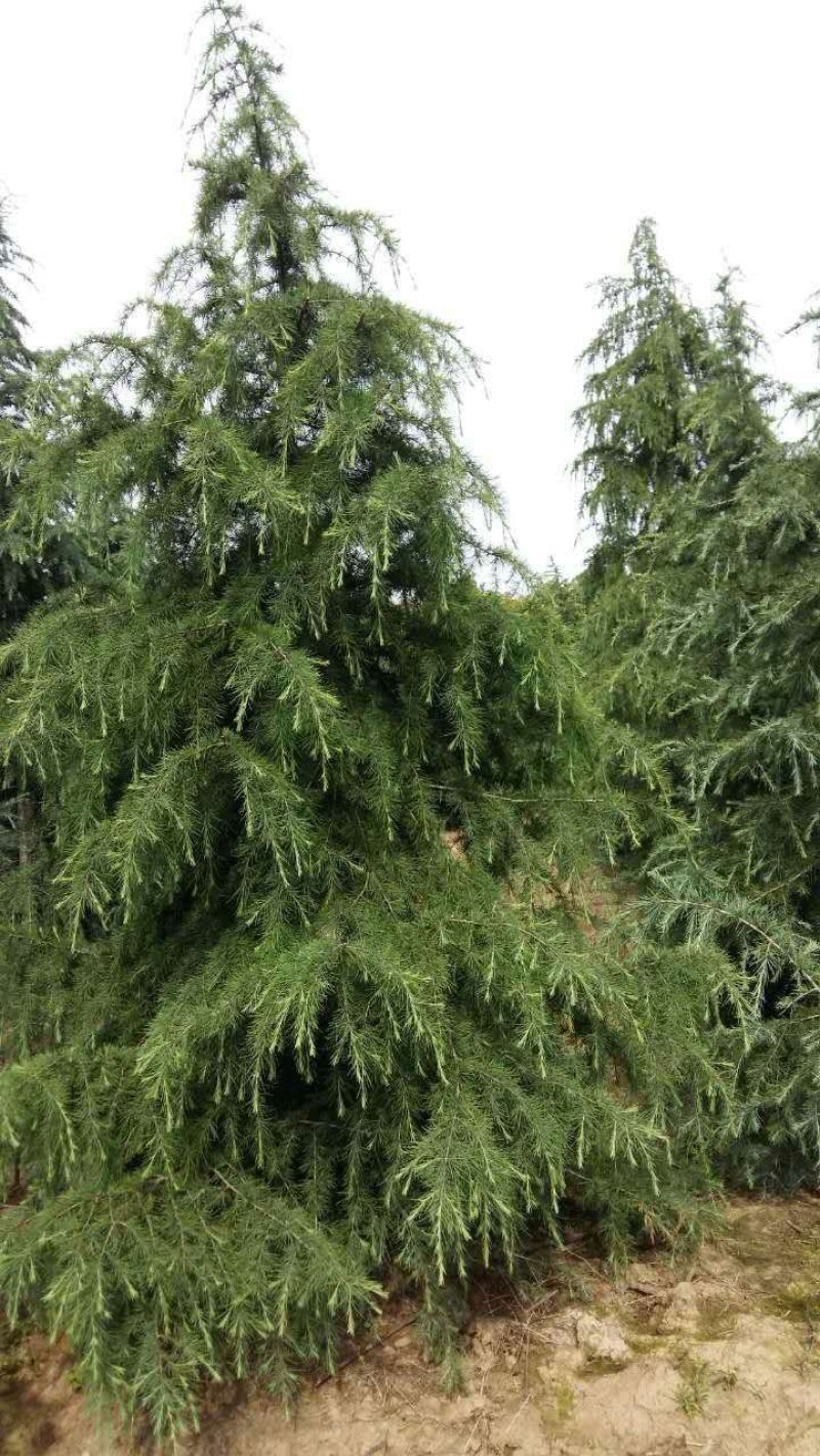雪松