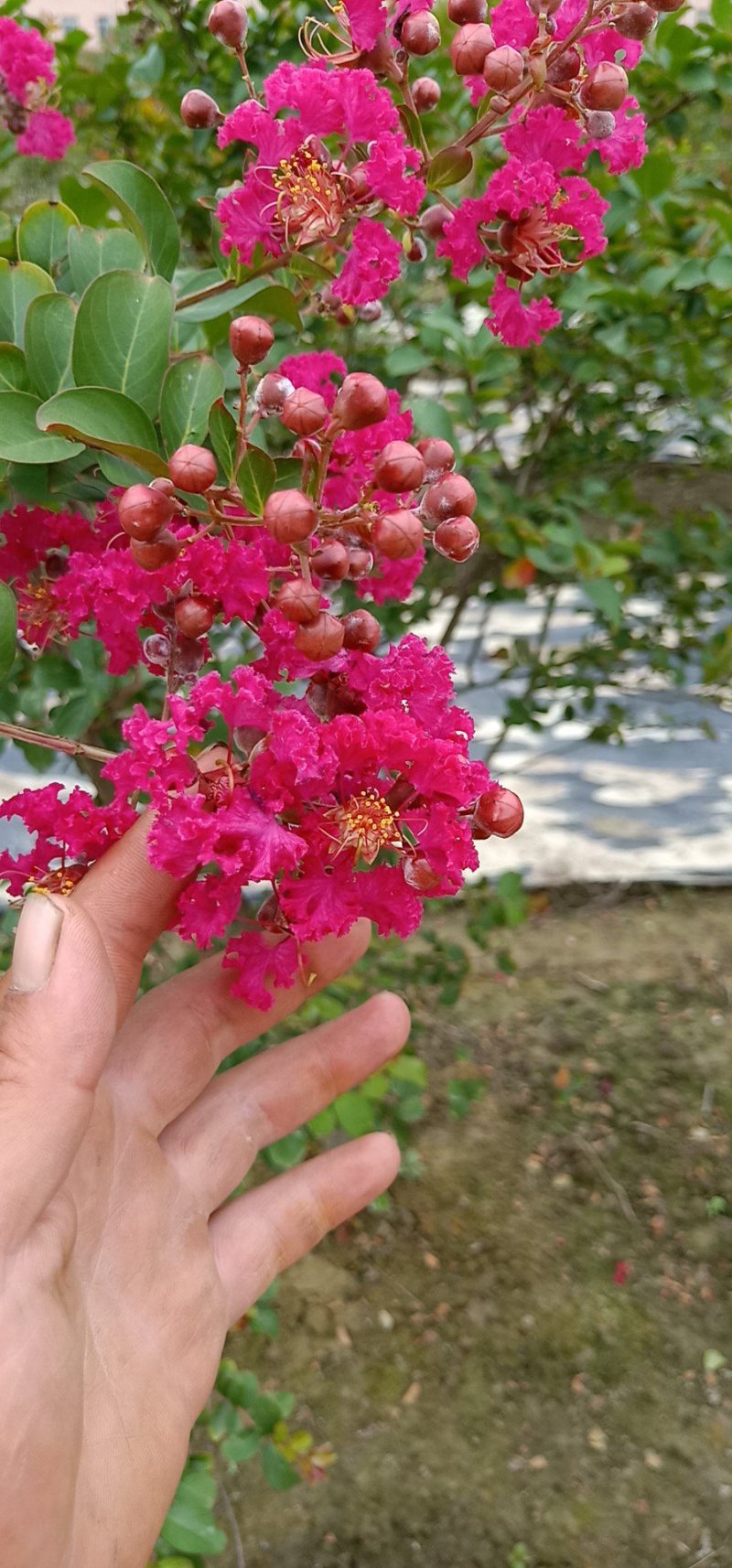 专供紫薇一手货源