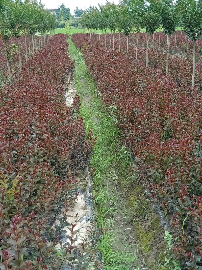 专供紫薇一手货源