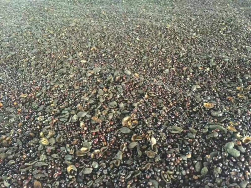 牡丹籽，精品牡丹种子，基地直发，育苗种子人工精选，无杂质