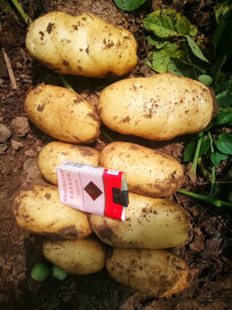 荷兰十五土豆基地种植，货量充足！超市货！
