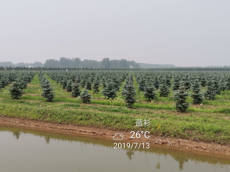 北美蓝杉蓝杉松树苗圃大量供应大小规格均有