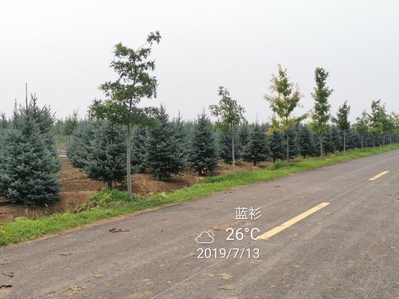 北美蓝杉蓝杉松树苗圃大量供应大小规格均有
