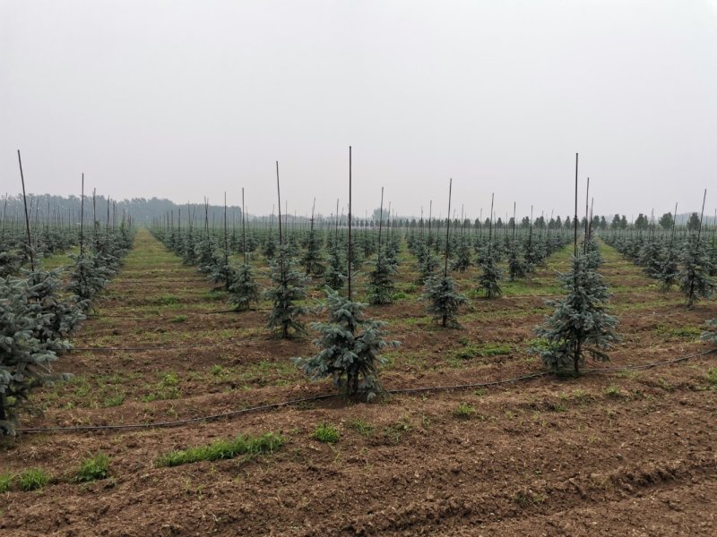 北美蓝杉蓝杉松树苗圃大量供应大小规格均有