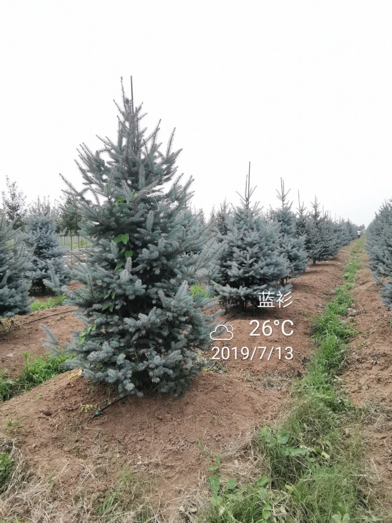 北美蓝杉蓝杉松树苗圃大量供应大小规格均有
