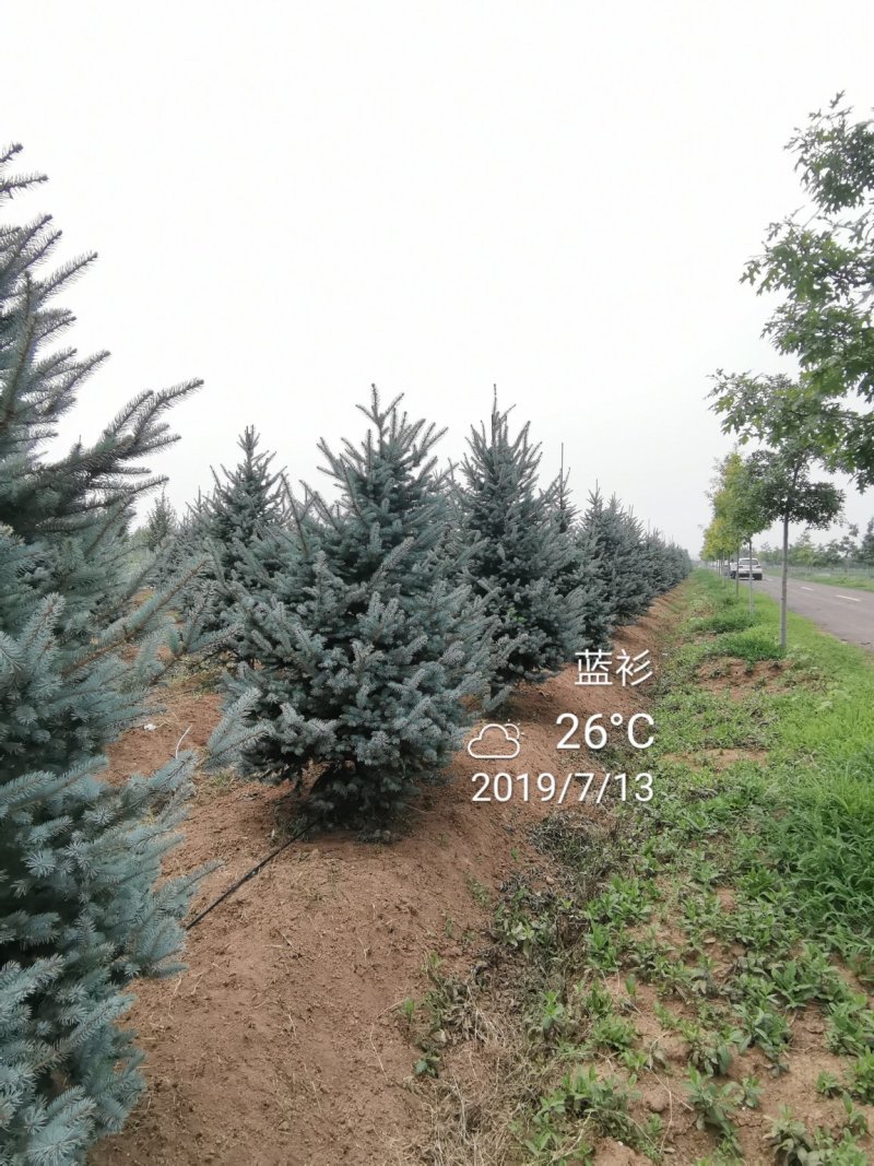 北美蓝杉蓝杉松树苗圃大量供应大小规格均有