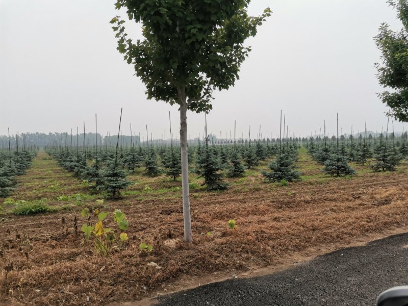 北美蓝杉蓝杉松树苗圃大量供应大小规格均有