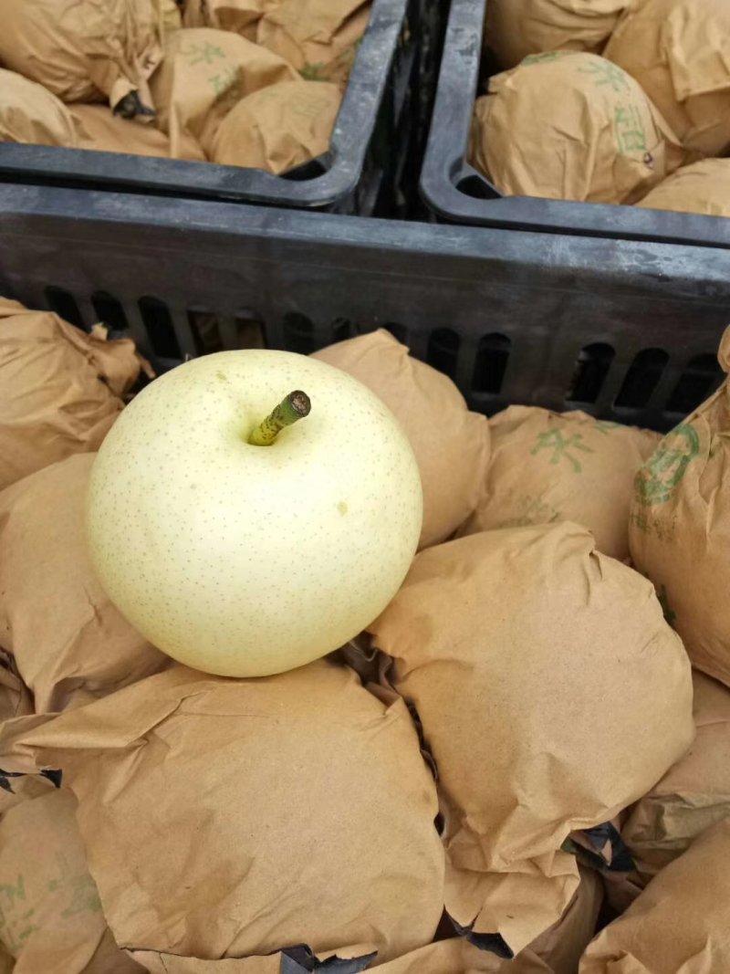 皇冠梨套袋白梨大量上市！世界梨都砀山梨产地
