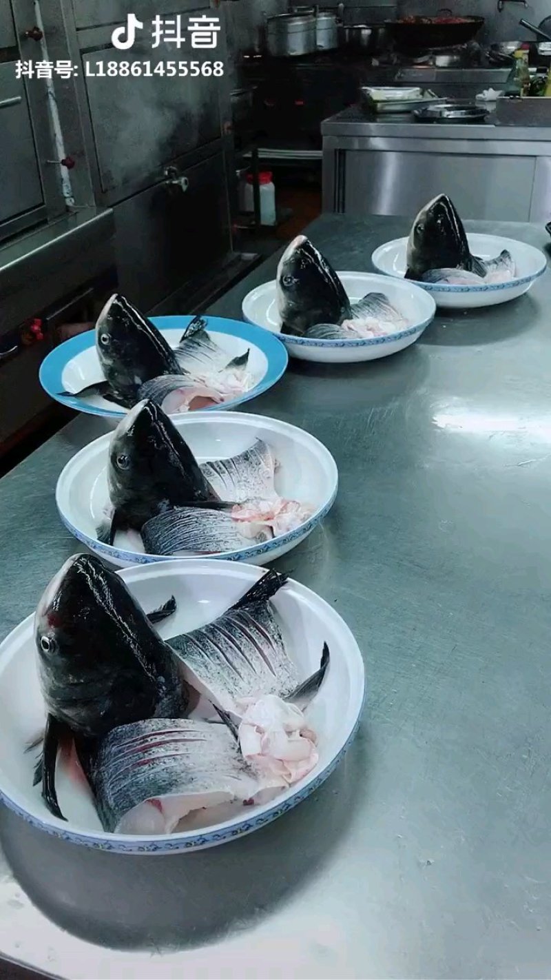 南湾湖有机鱼头基地直销