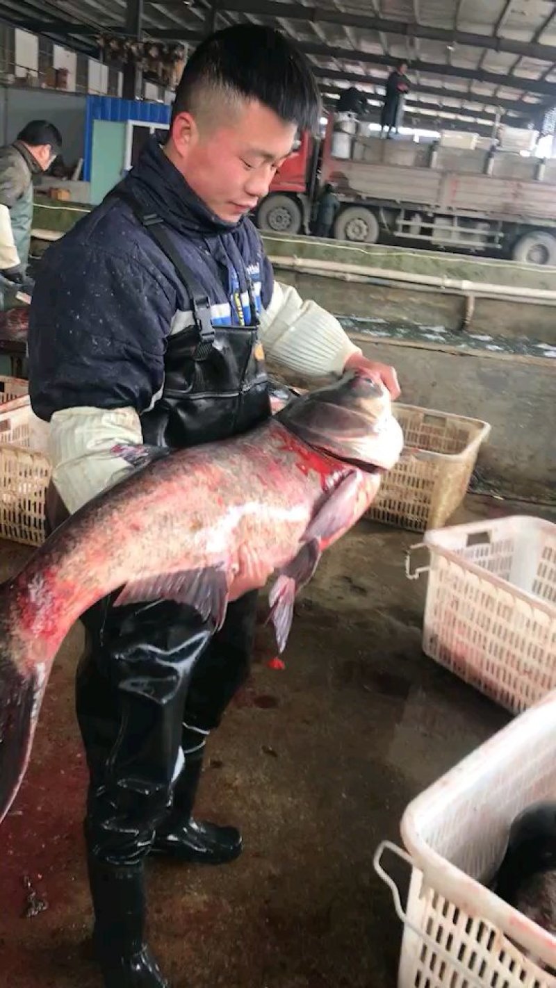 南湾湖有机鱼头基地直销