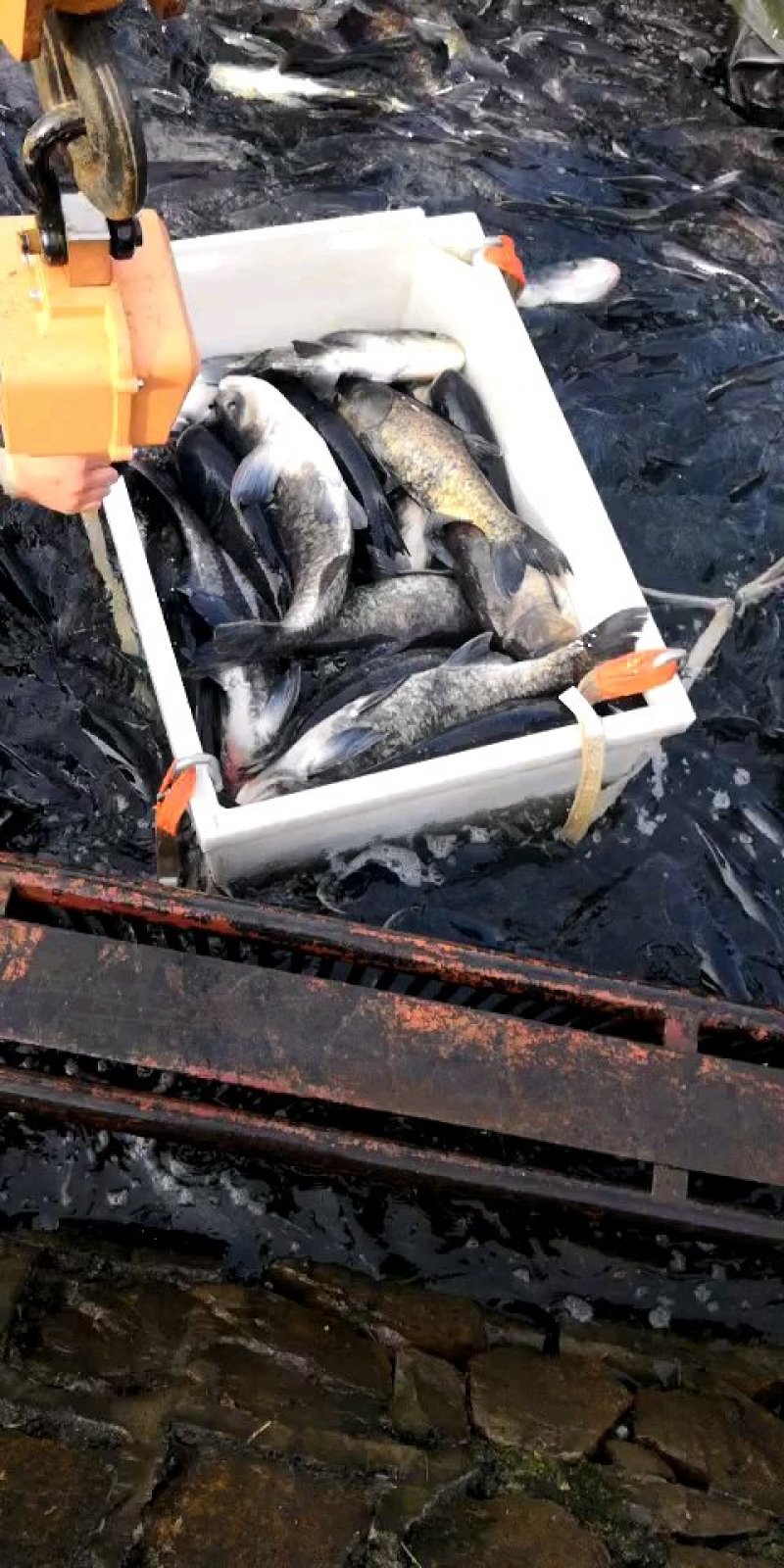 南湾湖有机鱼头基地直销