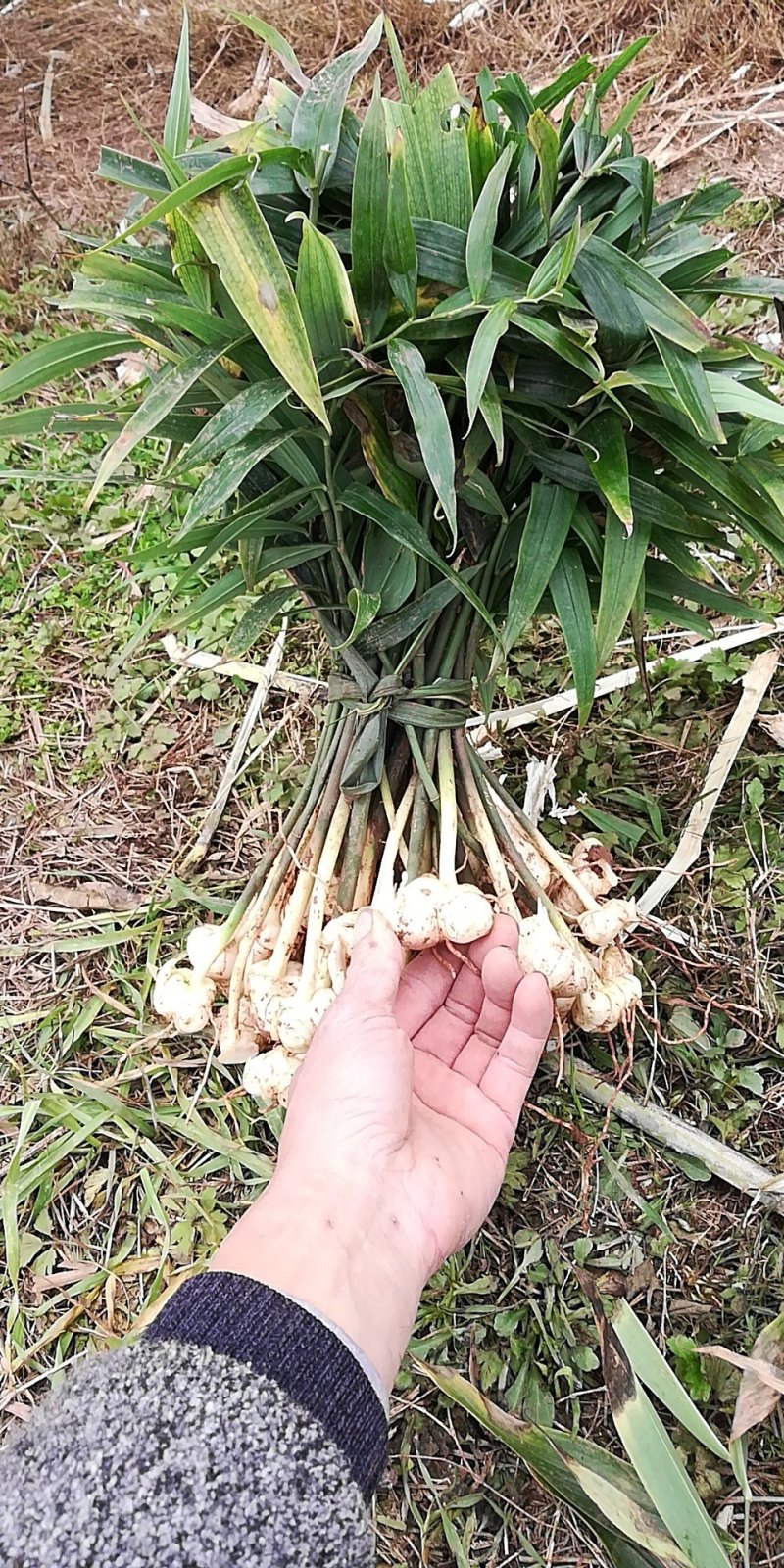 四川四季不倒苗姜行多花甜黄精种苗基地直销优质种苗