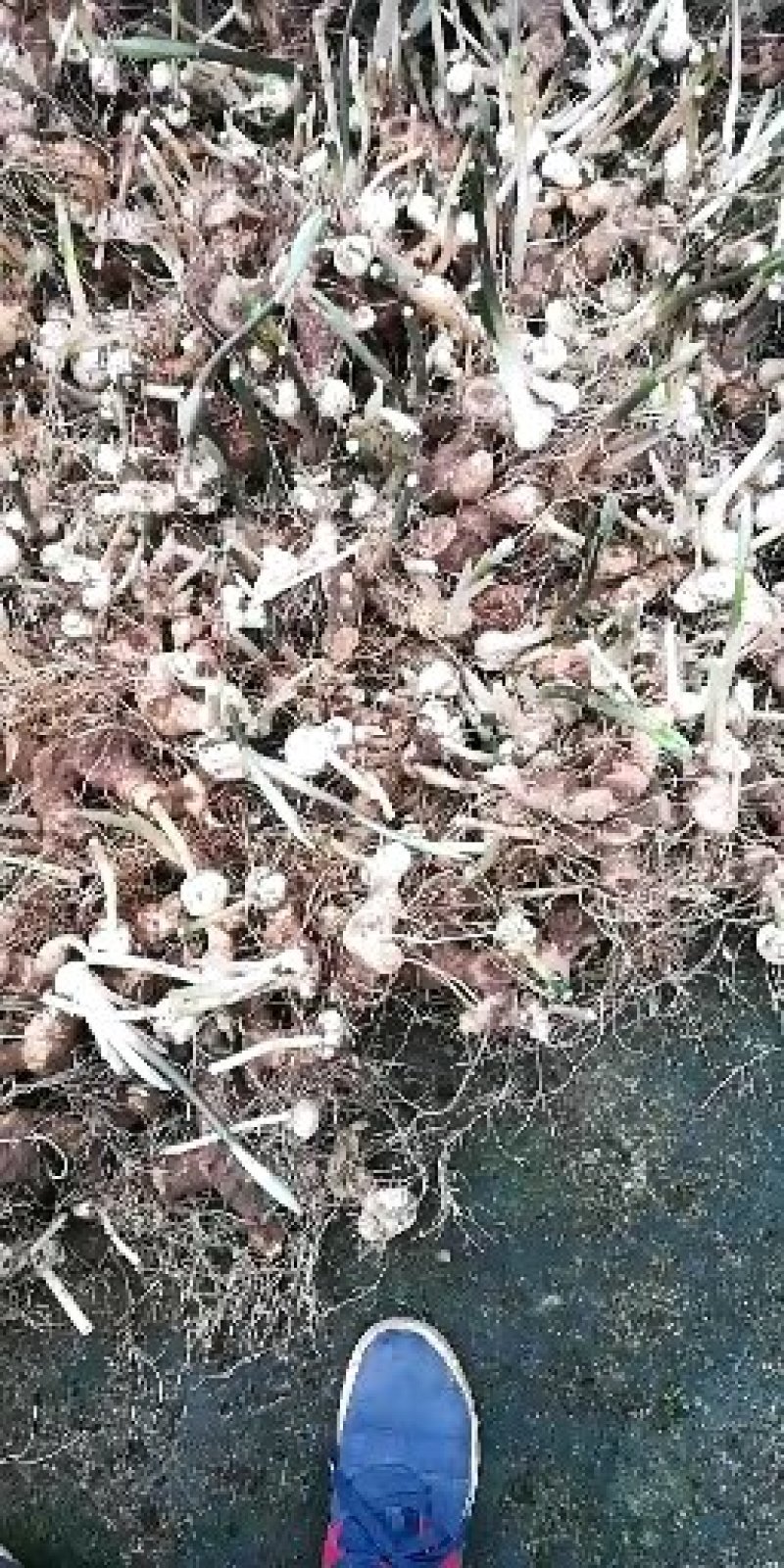 四川四季不倒苗姜行多花甜黄精种苗基地直销优质种苗