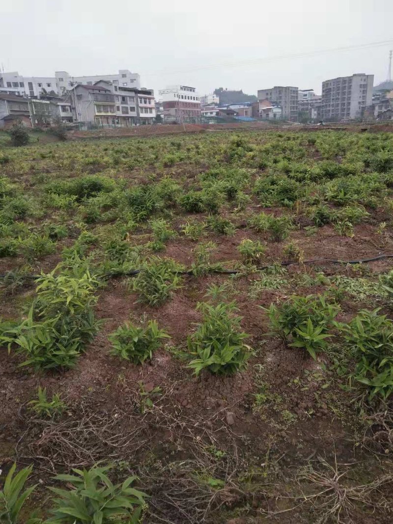 四川四季不倒苗姜行多花甜黄精种苗基地直销优质种苗