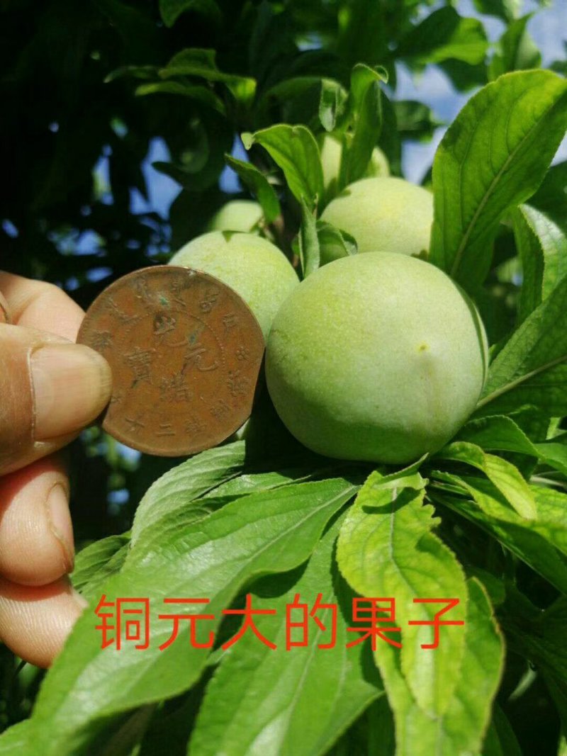 清脆李子诚招客商电商采购团购直播带货供应链平台对接一件代