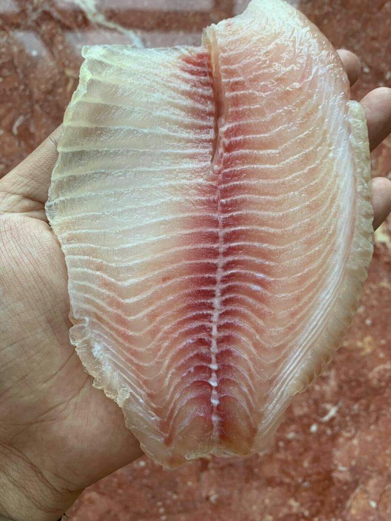 刺身级鲷鱼片出口标准活鱼生产质量稳定