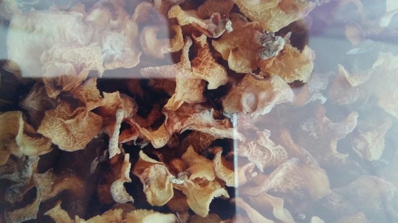 羊肚耳，沙耳，脆皮菇。产地直接供应