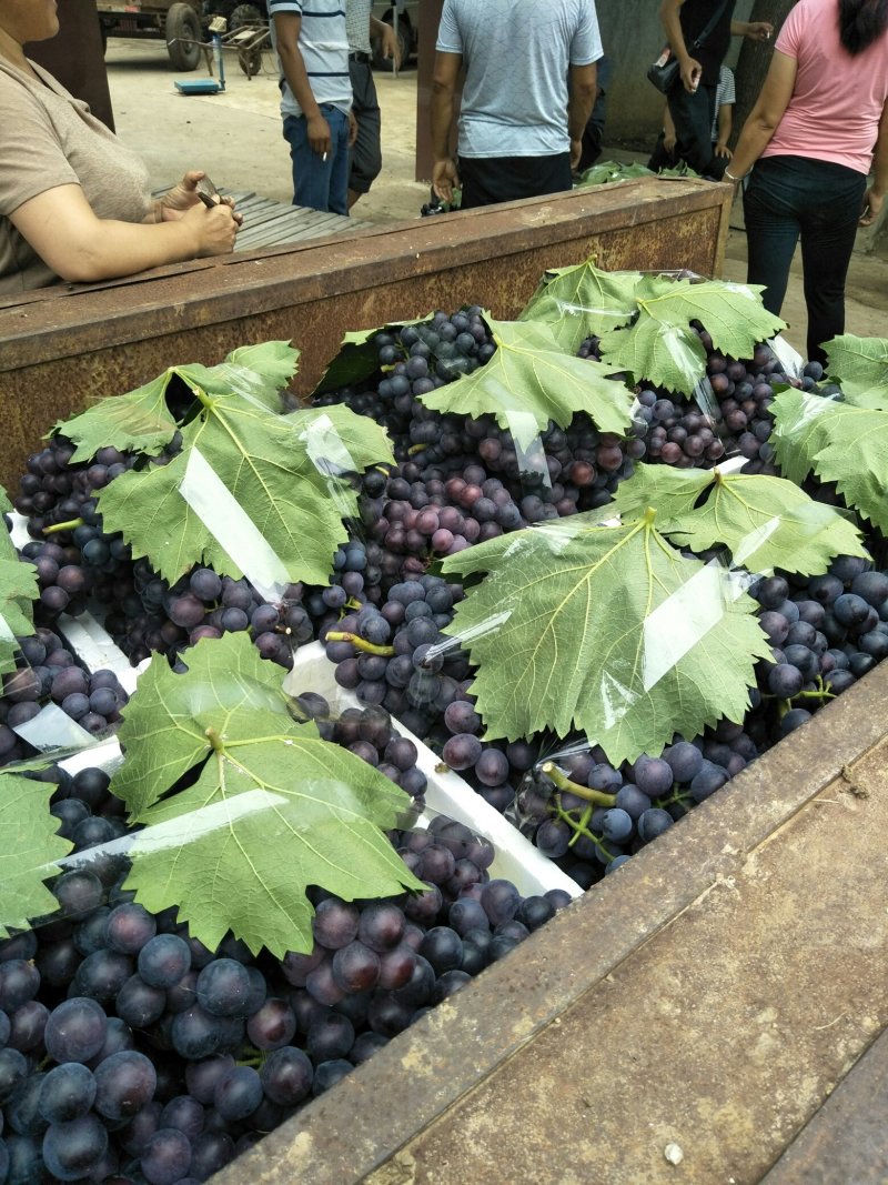 夏黑