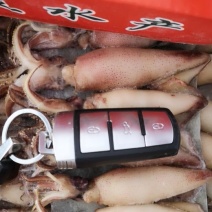 大籽乌
