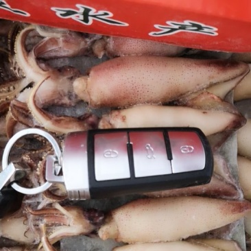 大籽乌