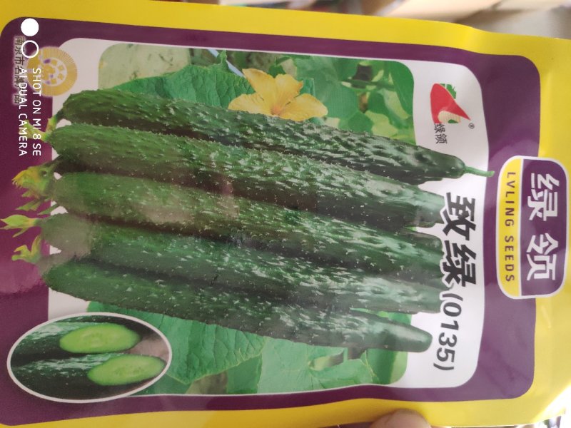 黄瓜种子绿领致绿(0135)黄瓜种子