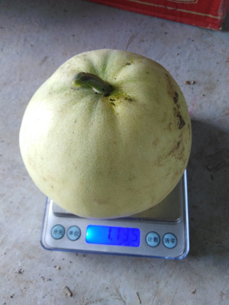 香瓜甜瓜脆瓜菜瓜烧瓜自家瓜6个品种混装