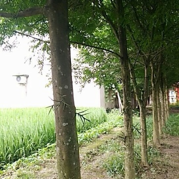皂角树