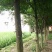 皂角树