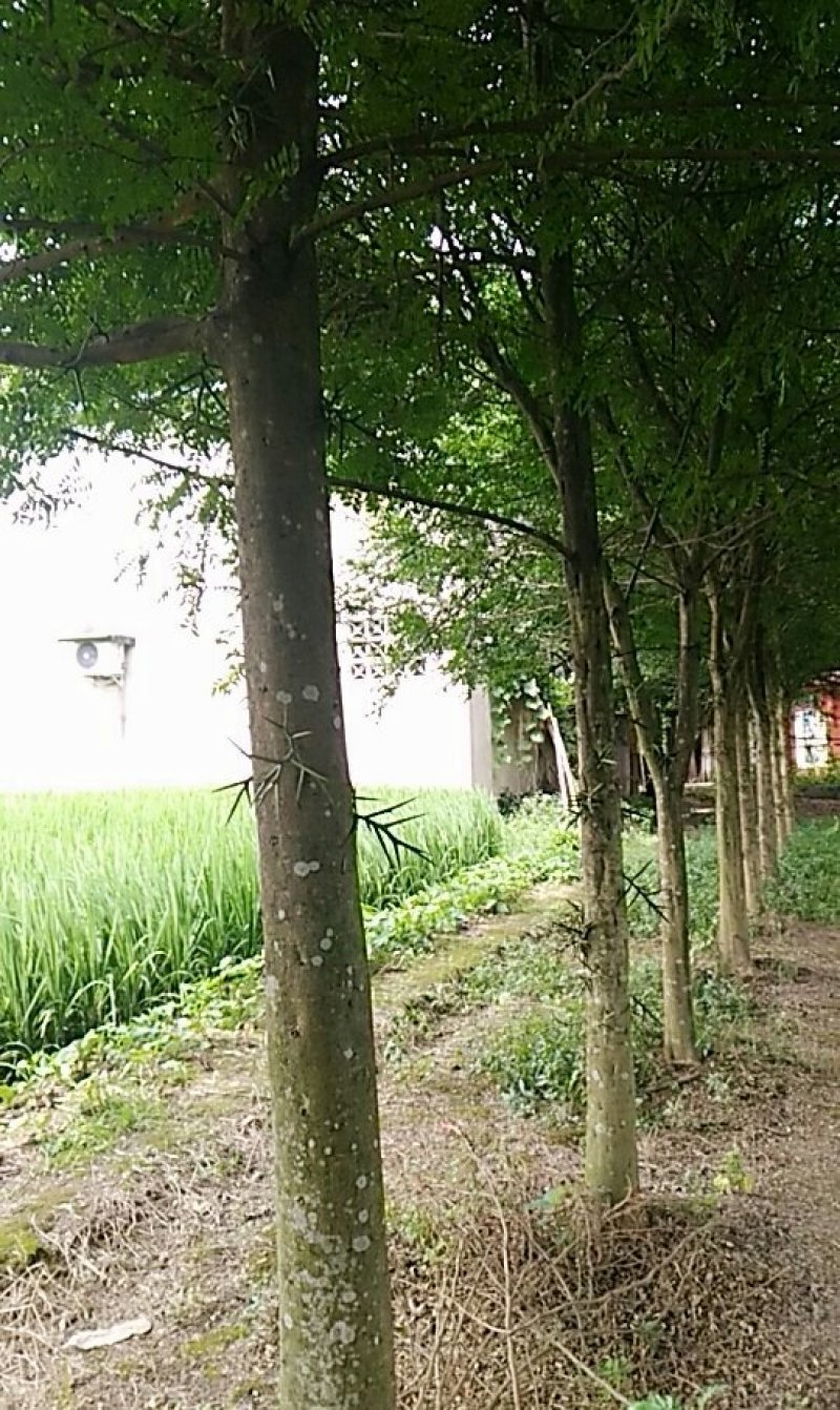 皂角树