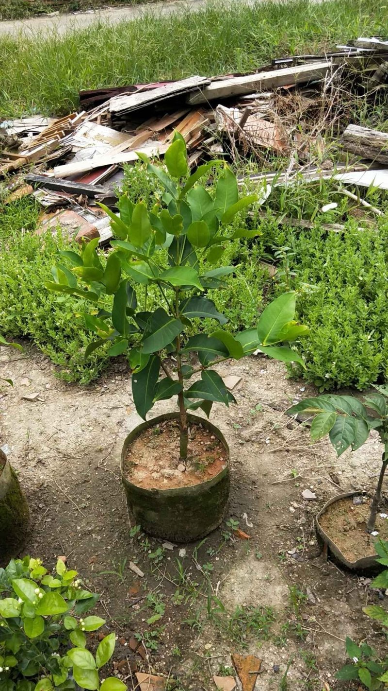 黑糖芭比莲雾苗，大苗