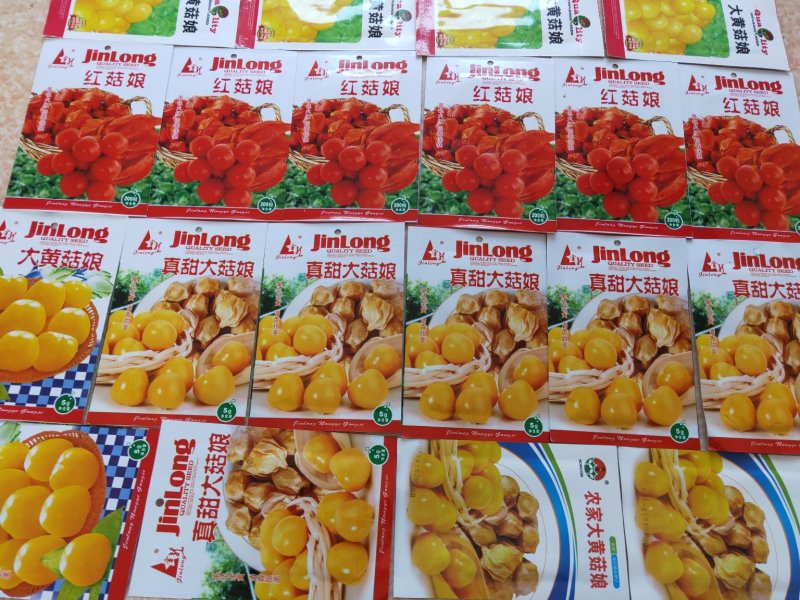 菇娘籽常年批发菇娘籽，保证质量，如果现在播种2个月左右