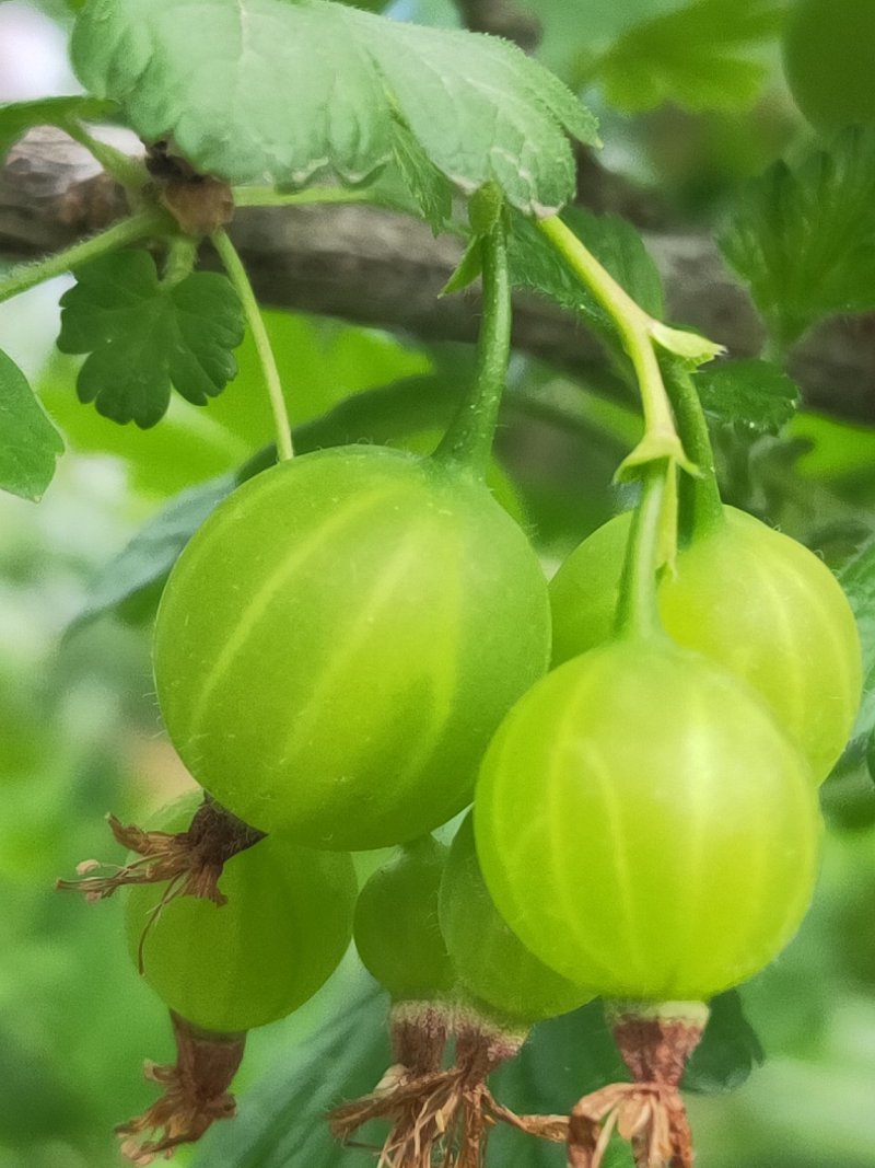 菇娘籽常年批发菇娘籽，保证质量，如果现在播种2个月左右
