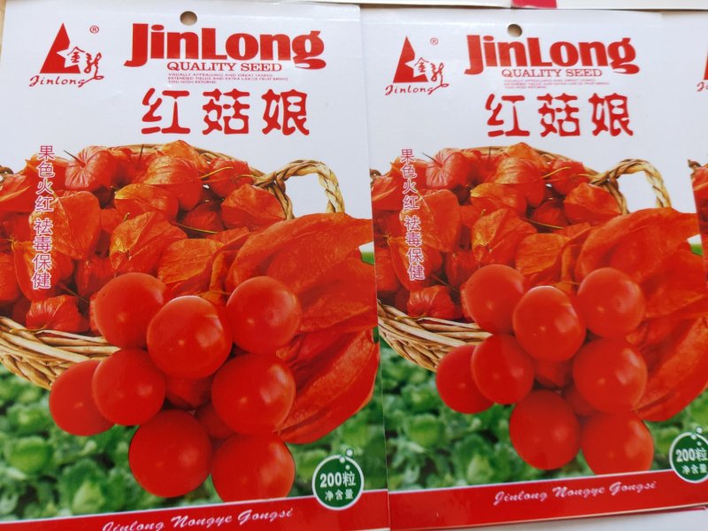 菇娘籽常年批发菇娘籽，保证质量，如果现在播种2个月左右