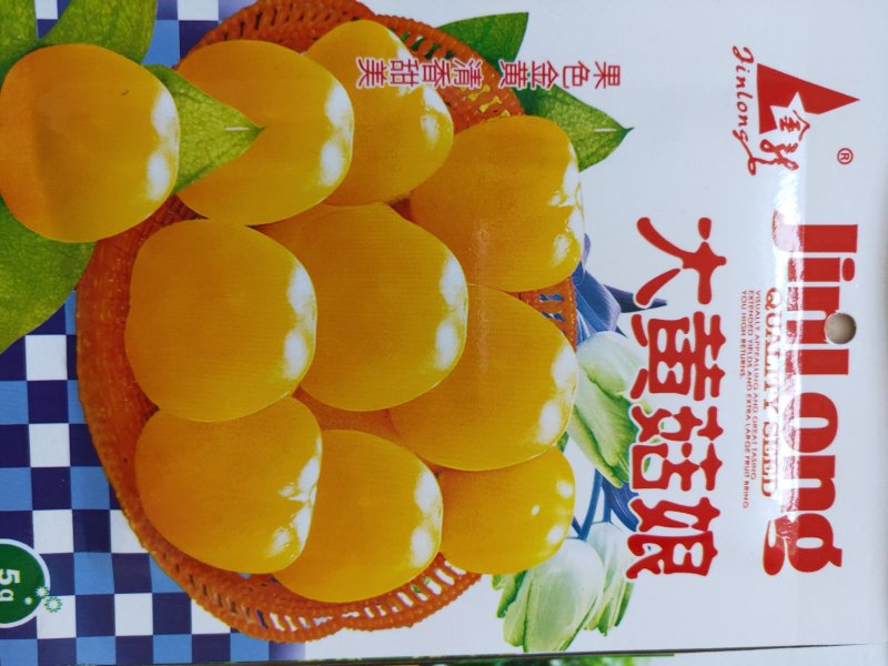 菇娘籽常年批发菇娘籽，保证质量，如果现在播种2个月左右