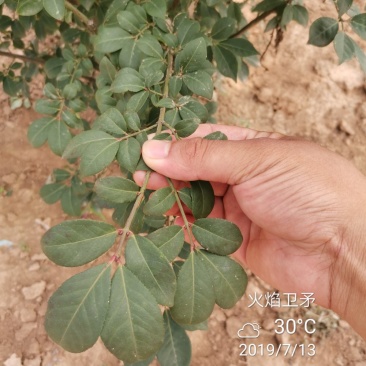 火焰卫矛冬红卫矛绿化工程苗苗圃大量供应