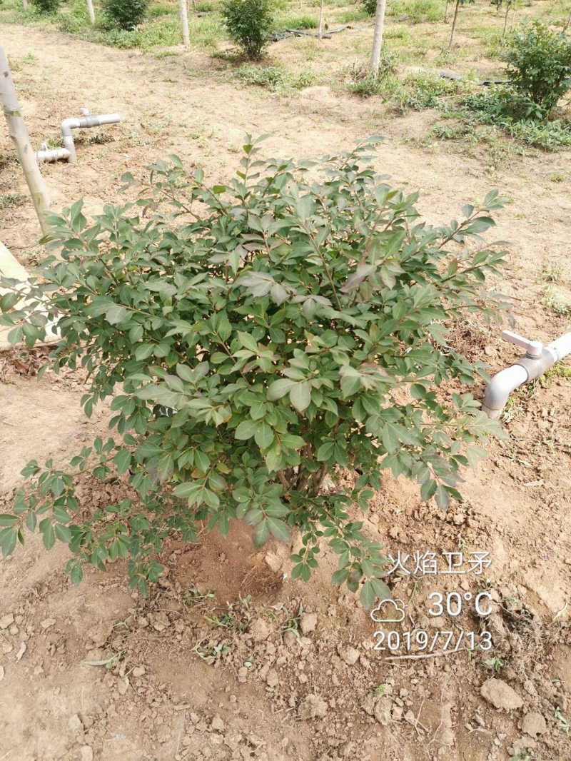 火焰卫矛冬红卫矛绿化工程苗苗圃大量供应
