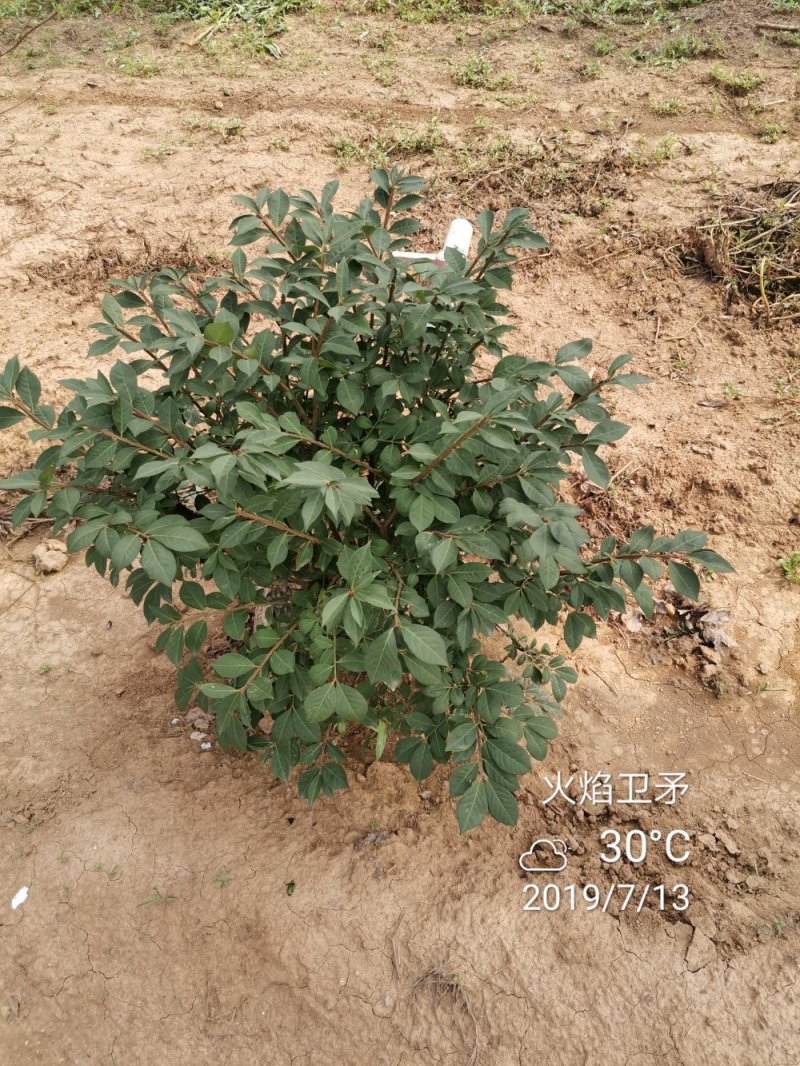 火焰卫矛冬红卫矛绿化工程苗苗圃大量供应