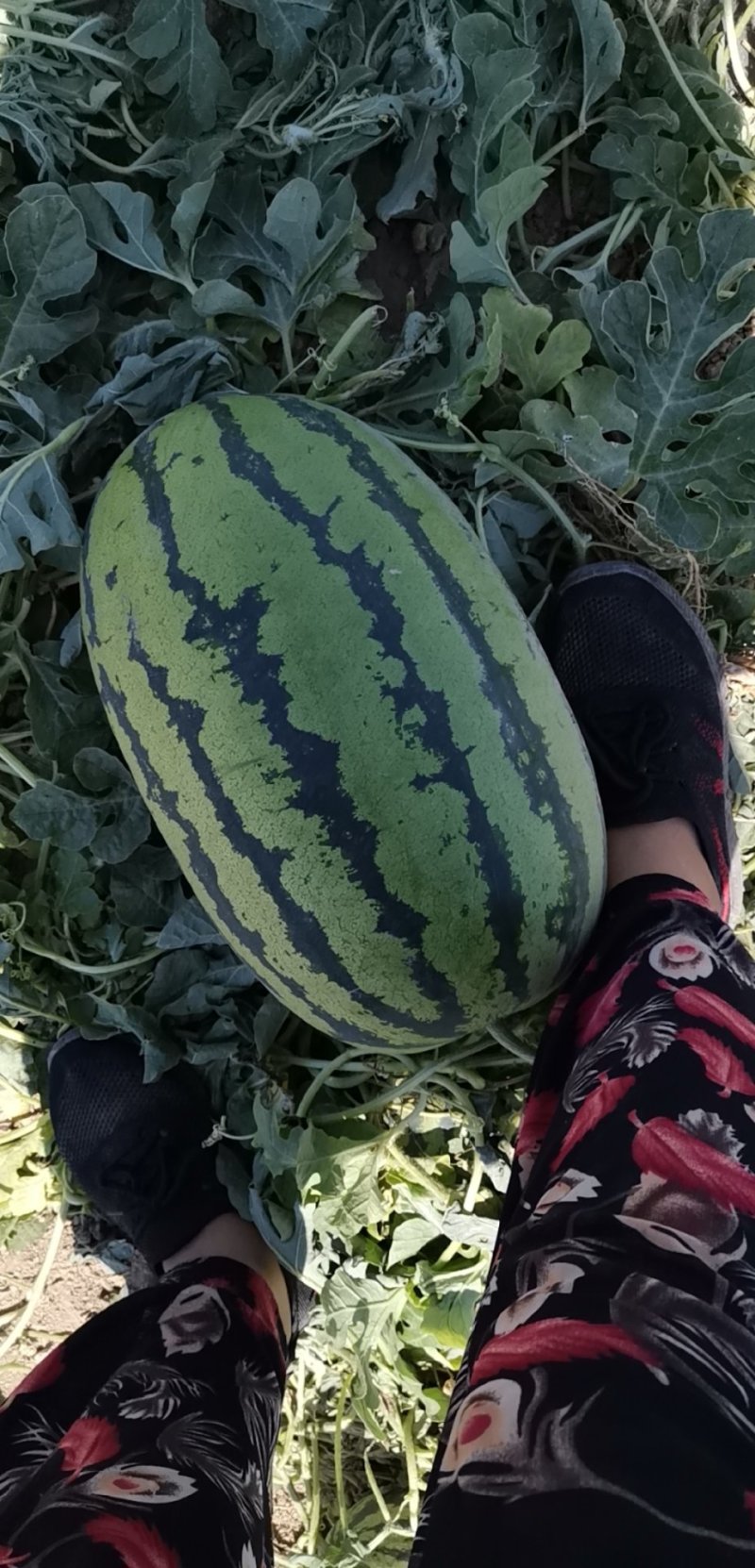 大超越