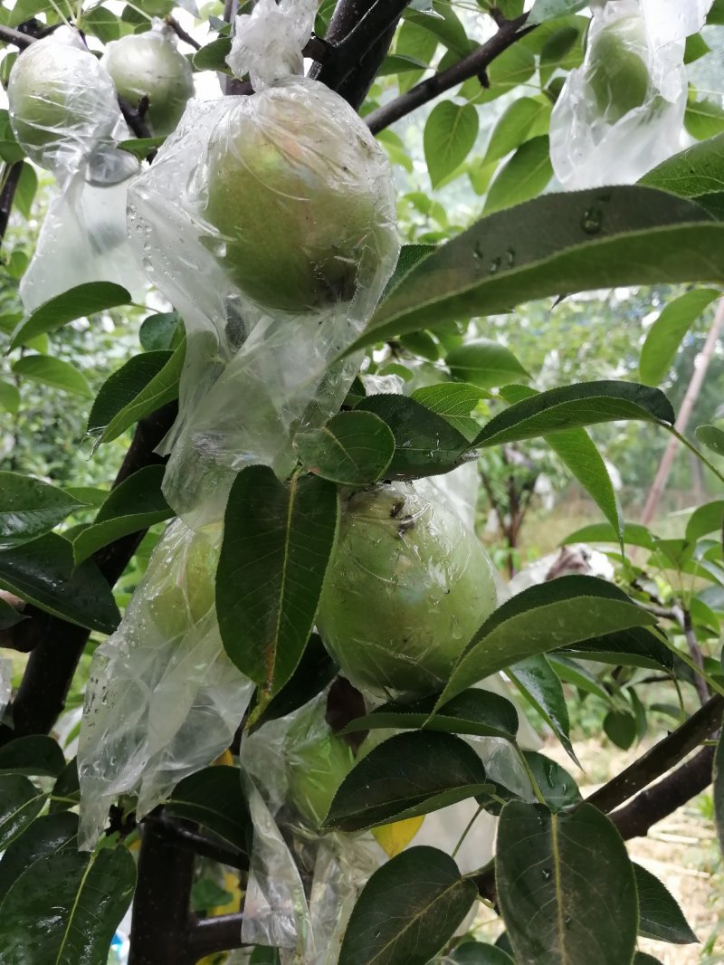 哈提富士苹果