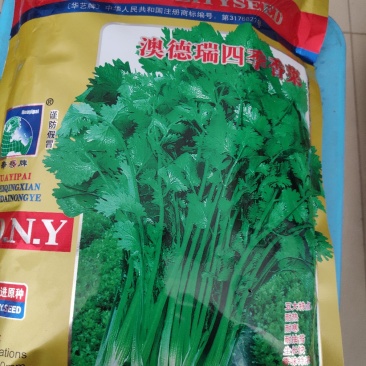 香菜种子奥德瑞四季香菜种子