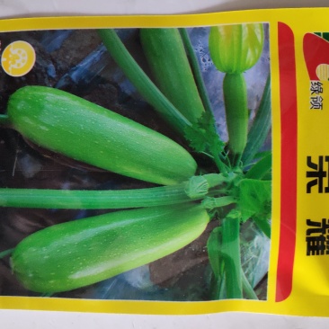 西葫芦种子绿领荣耀西葫芦种子