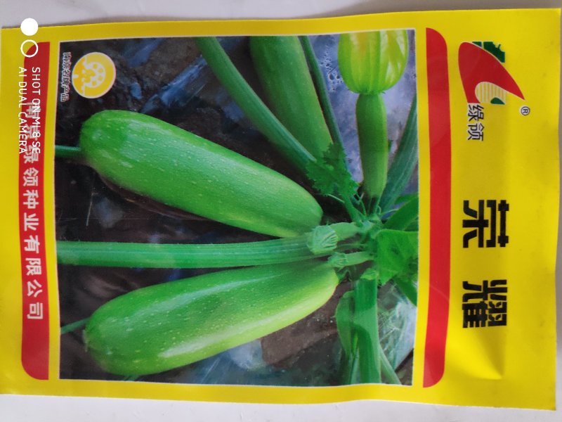 西葫芦种子绿领荣耀西葫芦种子